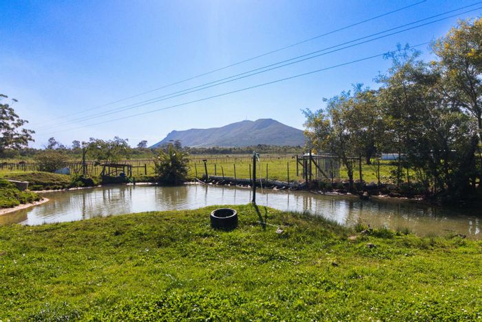 Gedults River Small Holding For Sale: Equestrian facilities, livestock setup, and irrigation system.