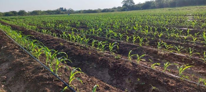 Property #2431743, Farm For Sale in Thohoyandou