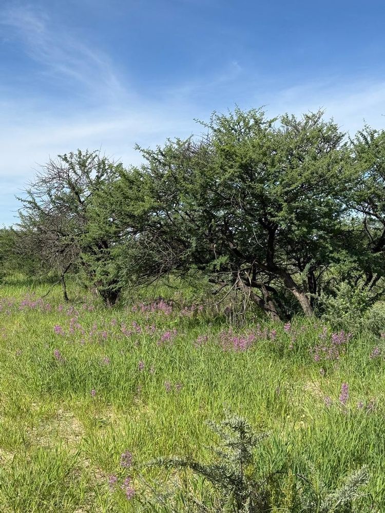 View of the field on the Farm