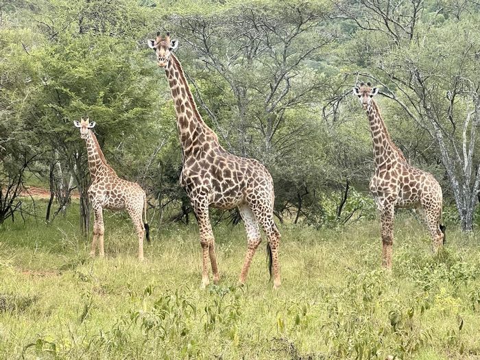 Vacant Land Residential in Burgersfort Central For Sale - 1 hectare, wildlife views.