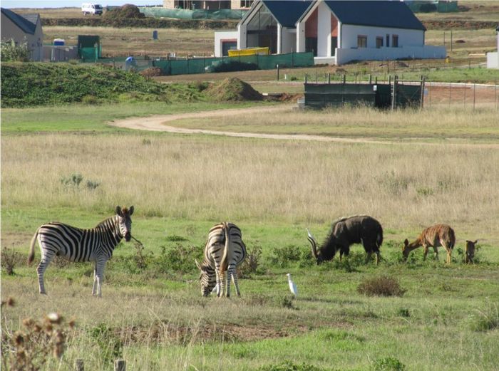 For Sale: House in Outeniquasbosch with pool, braai room, and wildlife estate access.