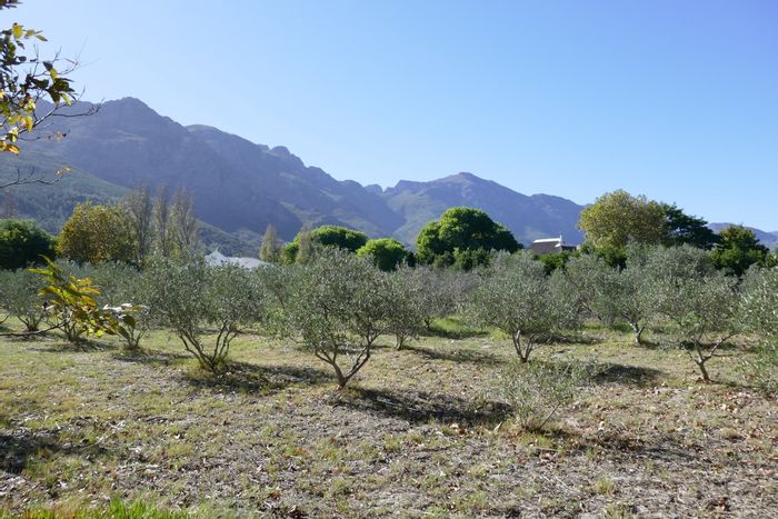 For Sale: Farm in Franschhoek Rural with olive grove, splash pool, and barn.