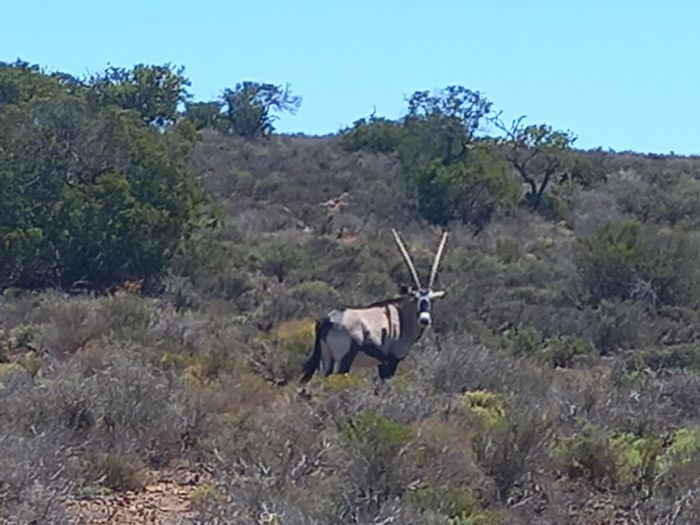 Property #ENT0244560, Farm for sale in Van Wyksdorp