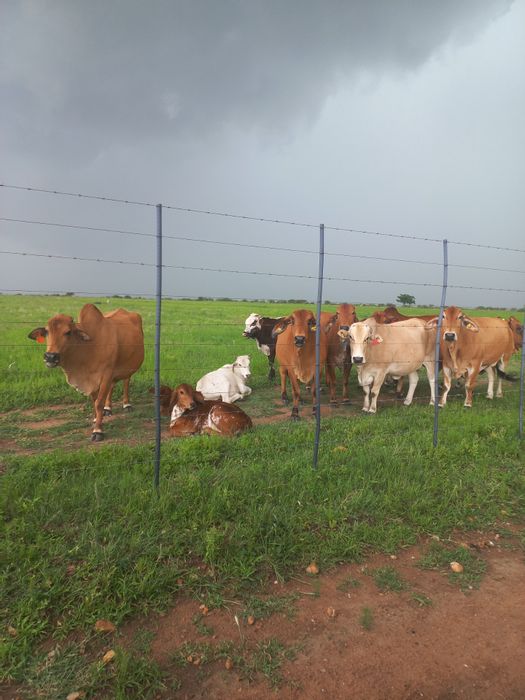 Property #ENT0266680, Farm for sale in Polokwane Rural