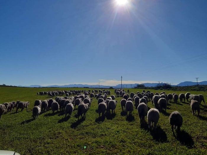 Riversdale Rural Farm For Sale: Extensive livestock infrastructure, arable land, and water resources.