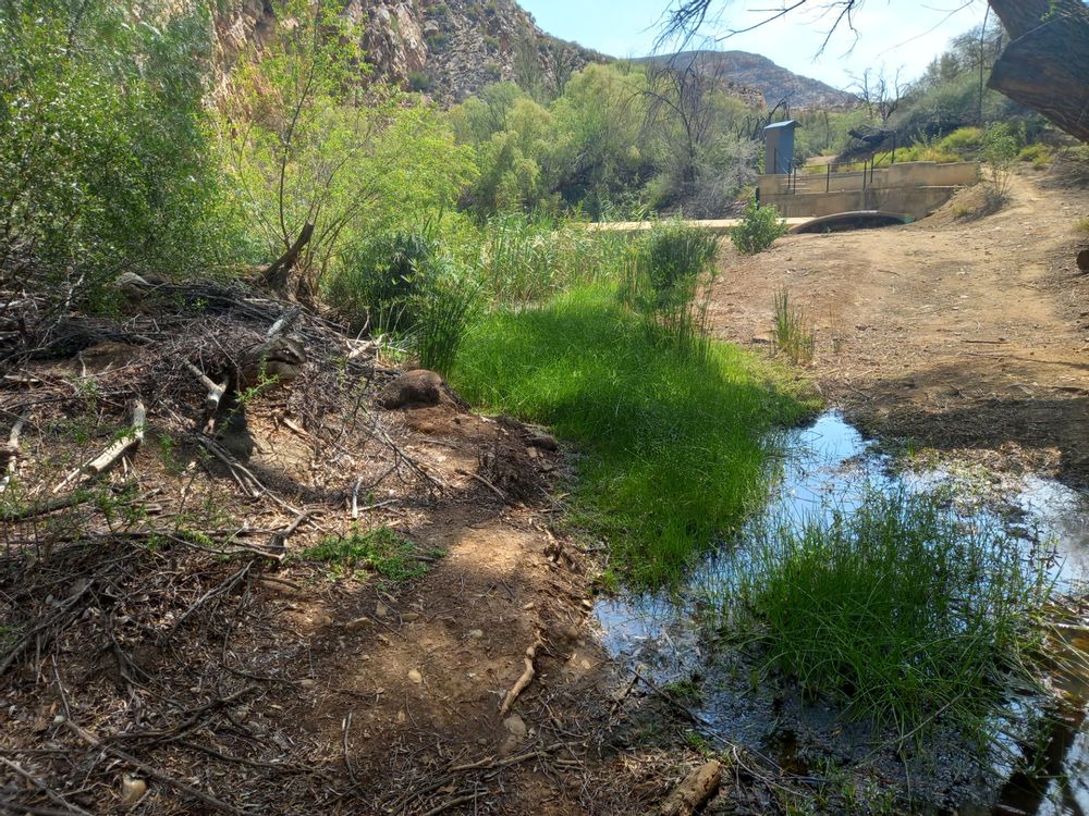 weir 1.jpeg