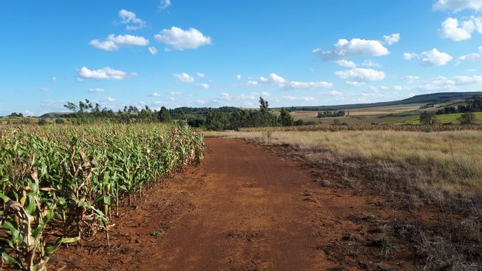 For Sale: Grain & grazing farm in Belfast Central with 50ha water rights.