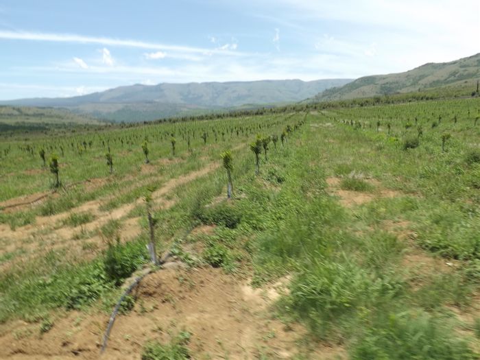 Ngodwana Farm For Sale: Water rights, plantations, and expansion potential available.