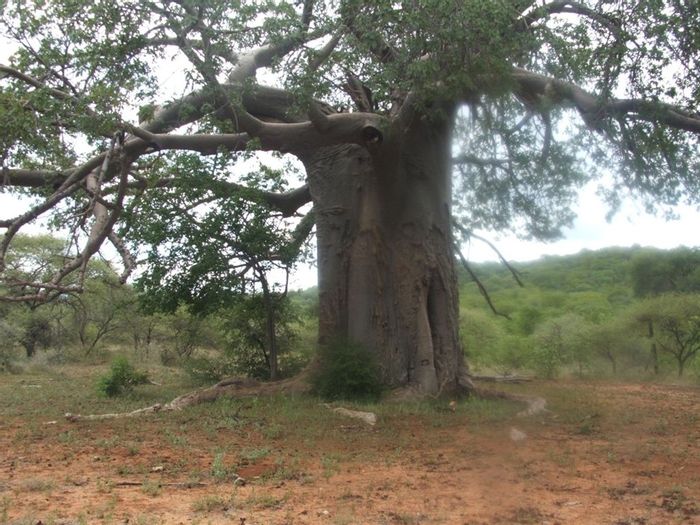 Farm for Sale in Musina Central: 534ha, game-rich, boreholes, hunting facilities.