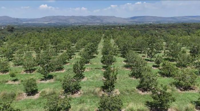 Pecan farm in Magaliesburg for sale: irrigation, accommodations, and development potential.