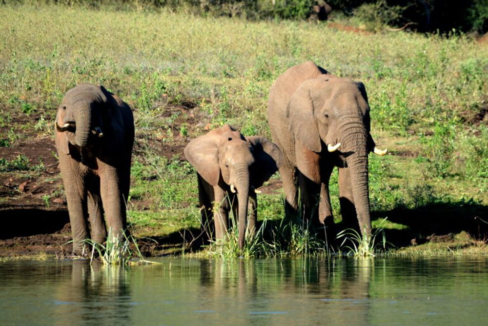 Elephants drinking water at the Lake front