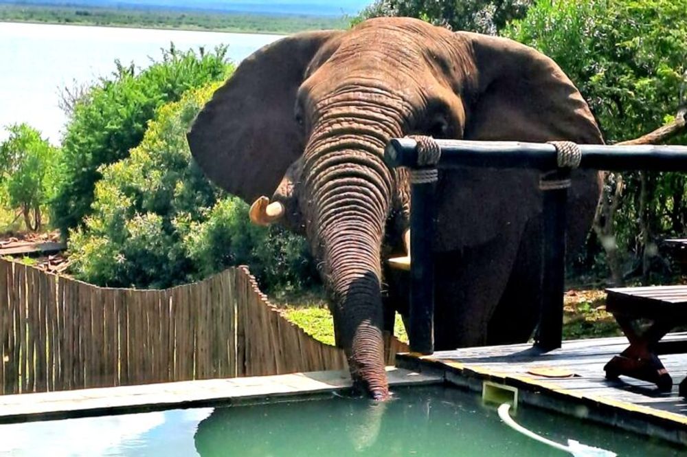 Elephant drinking water