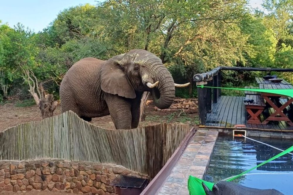 Elephant visiting
