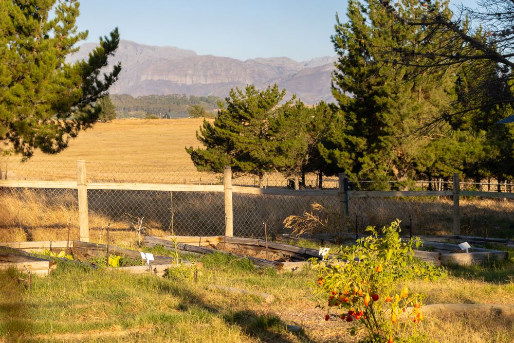 Mountain view from Veggie patch