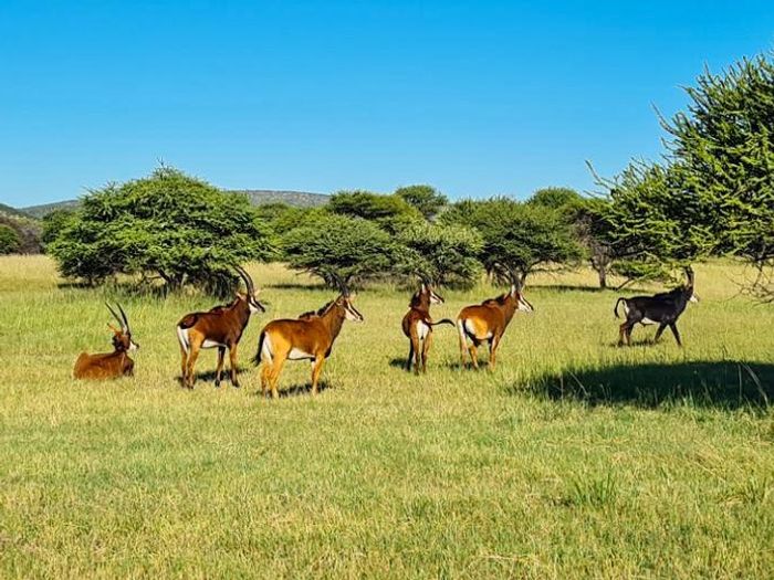 Vacant Land Residential for Sale in Bela Bela Central - Nature, security, and wildlife access.