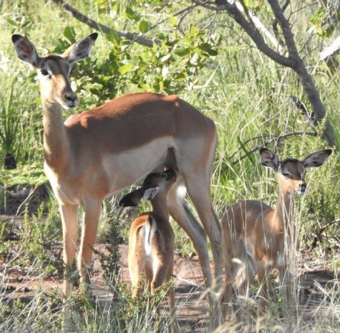 Vacant Land Residential for Sale in Bela Bela Central with security and game farm access.