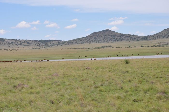 Dewetsdorp Central Farm For Sale: 992ha with boreholes, dams, and grazing camps.