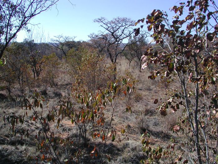 Vacant Land Residential in Vaalwater Central for Sale: 2.995ha, wildlife estate amenities.