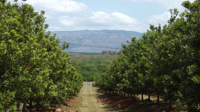 Barberton Rural Farm For Sale: Income-generating orchards, irrigation systems, and agri-tourism potential.