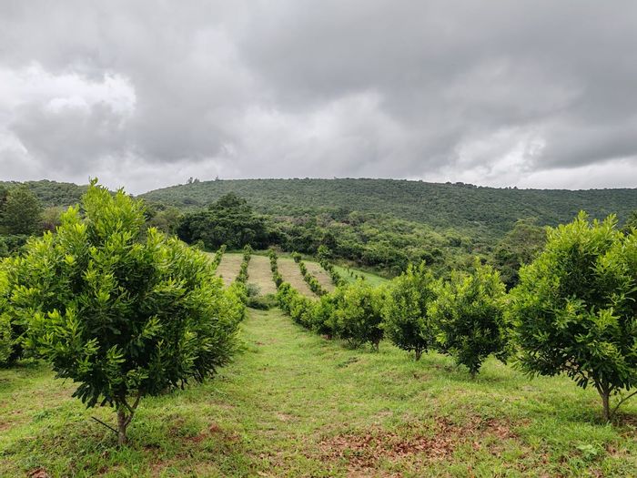 For Sale: Farm in Louis Trichardt Rural with orchards, rental income, and water sources.