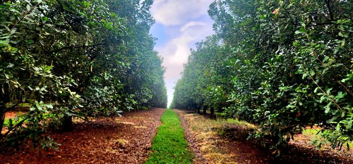 For Sale: Paddock Farm with dams, game fencing, and macadamia trees.