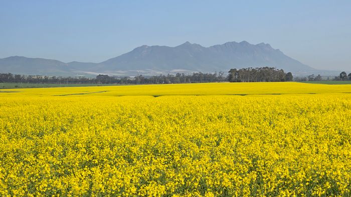 For Sale: 198-hectare farm in Wellington Rural, ideal for grain and livestock.