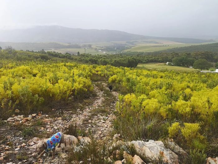 Tesselaarsdal Farm For Sale: Income Cottages, Restaurant, Waterfall & Organic Potential.