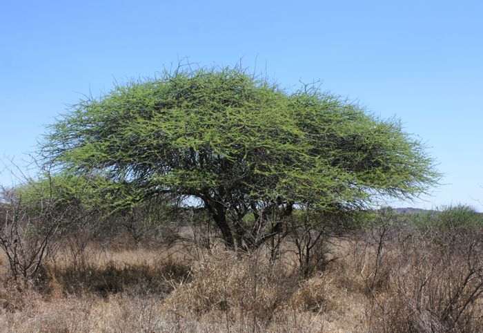 Kalkfontein AH Small Holding For Sale: 8.5 Hectares near R71, accessible amenities.