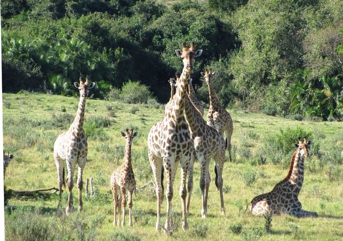 For Sale: Game farm in Port Alfred Rural with lodge, hiking trails, and game herds.