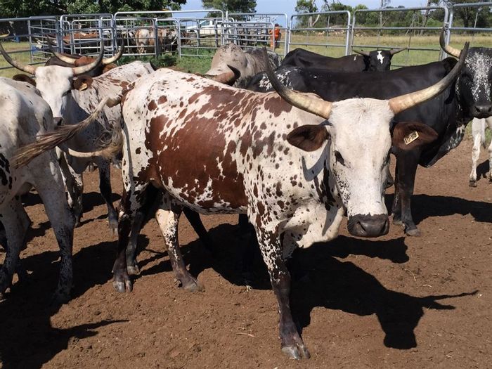For Sale: 48ha farm in Bathurst Central with cattle pastures and secure homestead.