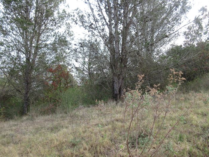 Vacant Land Residential For Sale in Bathurst Central, 2000 m² with pine trees.