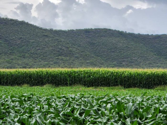 Irrigation farm for sale in Otavi Central with extensive livestock facilities and water resources.