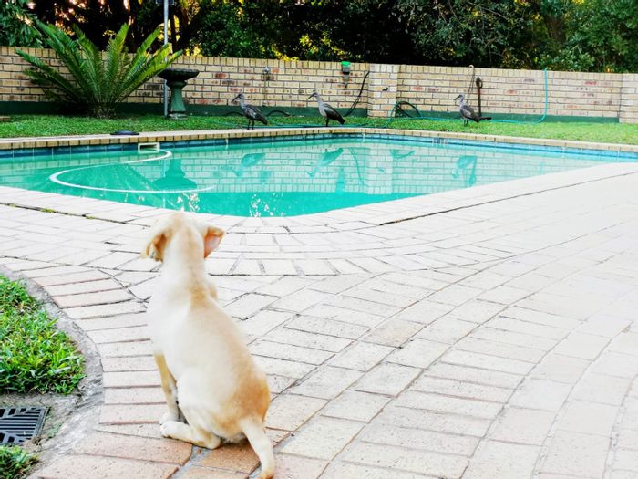 4-Bedroom House For Sale in Meer En See with pool, flatlet, and ample parking.