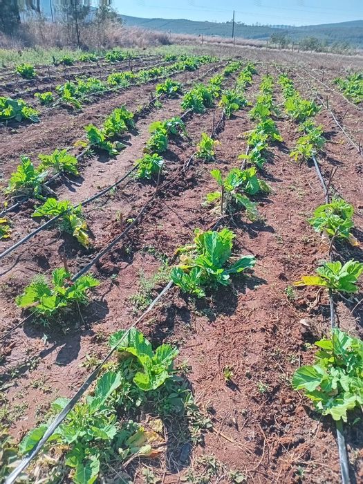 Greytown Central Farm For Sale: Two homes, pig operation, fertile land, and dam.