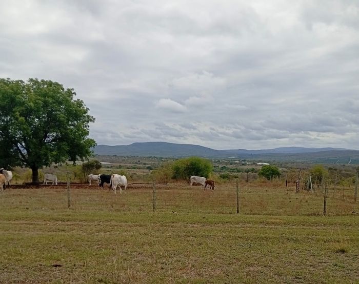 For Sale: Tzaneen Rural farm with house, flatlet, livestock facilities, and boreholes.