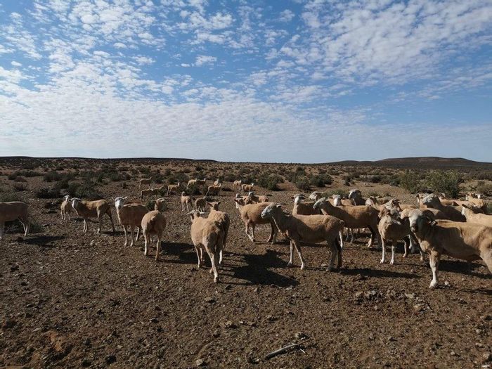 Farm for Sale in Loeriesfontein Central: 15 camps, riverbed, multiple buildings.