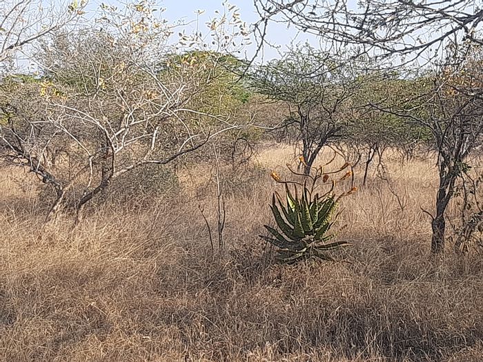 Vacant Land Residential for Sale in Komatipoort Central, featuring wildlife and river access.