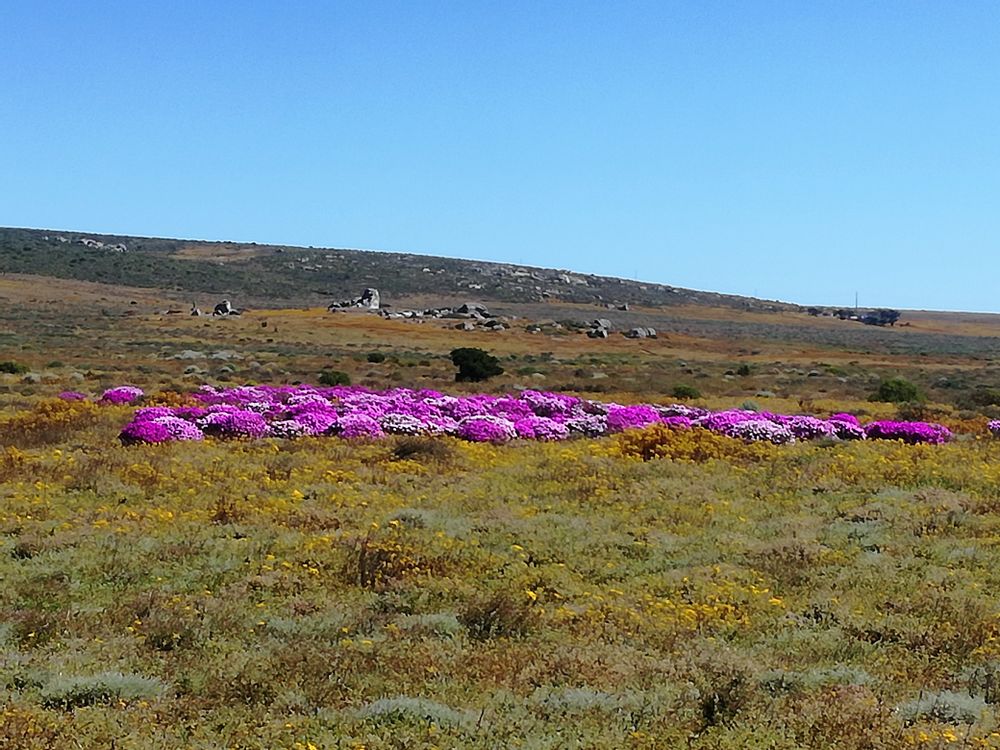 Patches of flowers in flower season