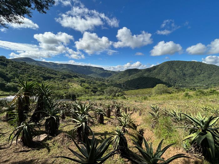 192 Hectare Farm For Sale in Mid-Illovo with diverse business opportunities and river access.