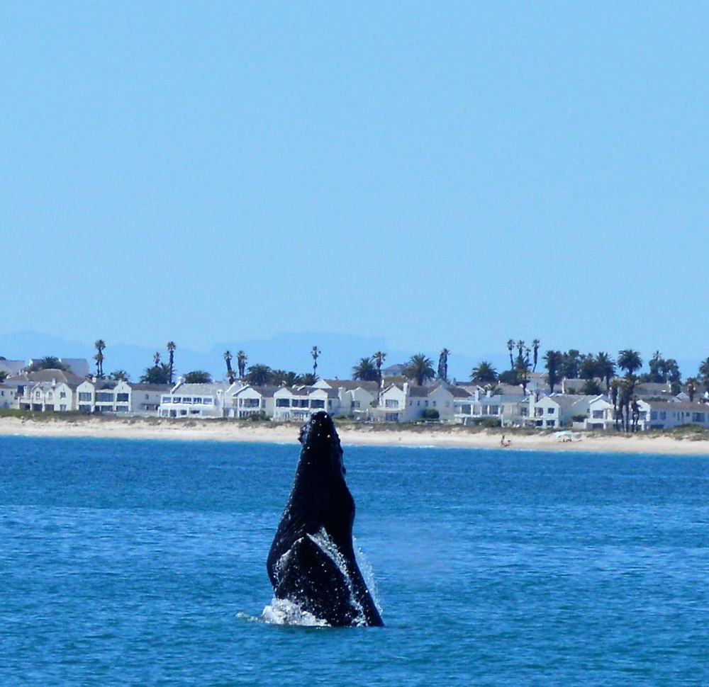 Playful Whales visiting