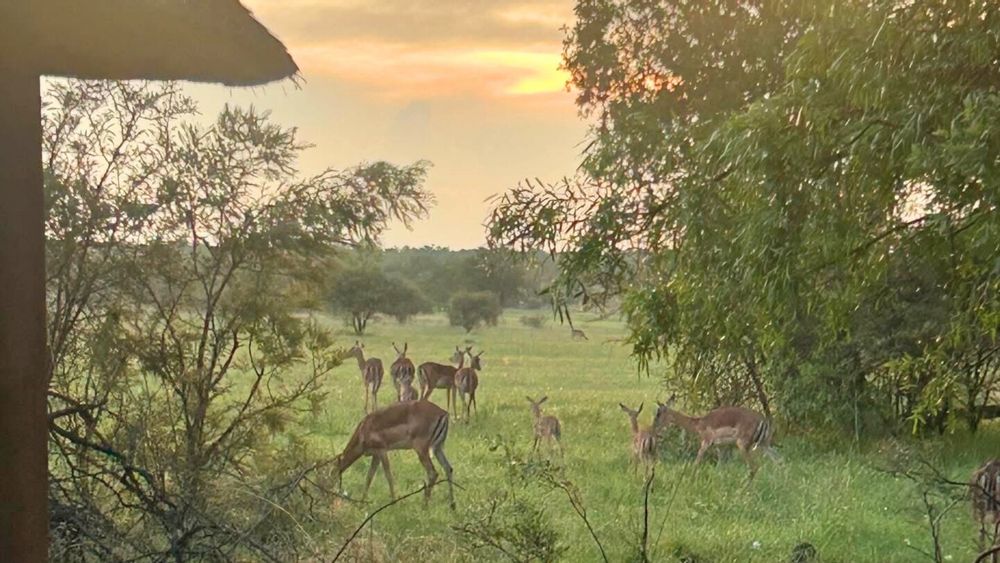 Wildlife roaming around the house