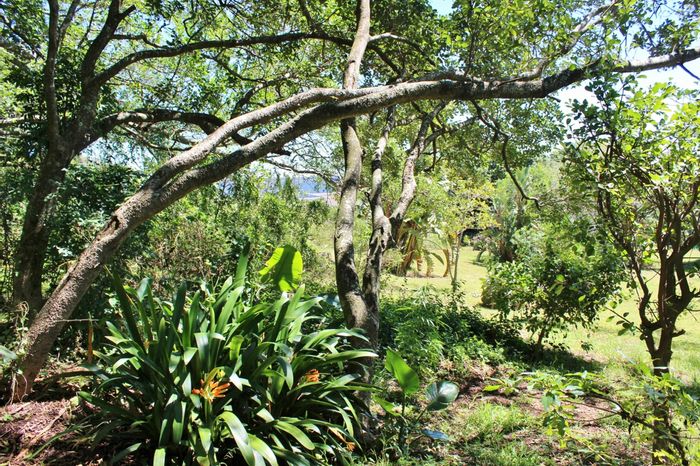 Vacant Land Residential For Sale in East Bank, 1673m² with established trees.