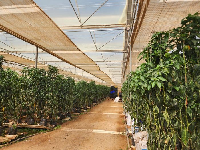 Klawer Central Farm For Sale: 524 ha with irrigation, hothouses, and established business.