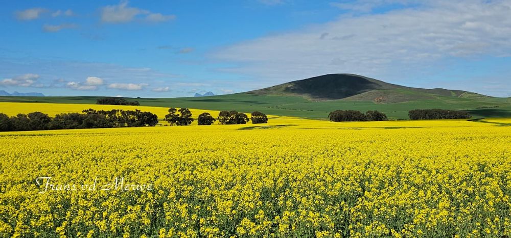 Canola in autumn