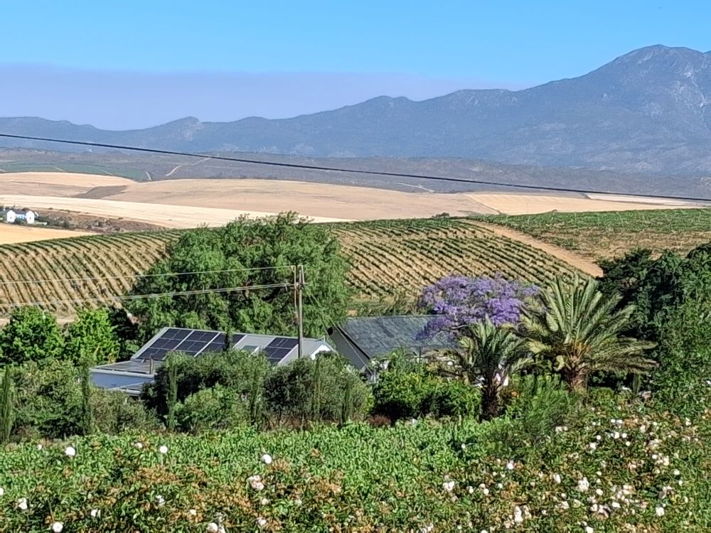 Our famous vineyards