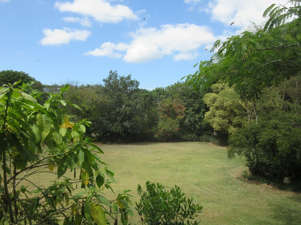 View of garden from picture window of house