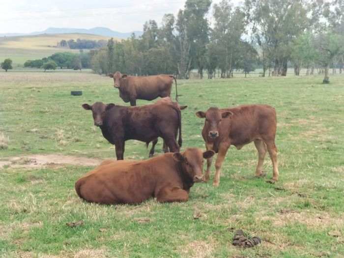 For Sale: 1,225 Ha Farm in Bethlehem Rural with livestock, water supply, and infrastructure.