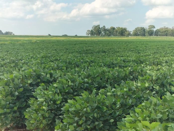 Bethlehem Rural Farm For Sale: 130 ha arable land, grazing, boreholes, and facilities.