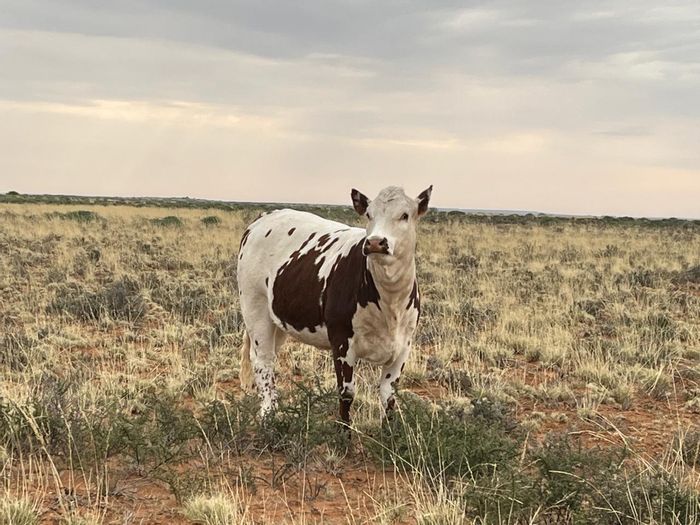 For Sale: Farm in Prieska Rural with ample water, wildlife camp, and historical house.