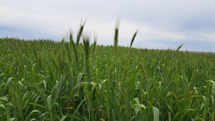 For Sale: 110 ha Farm in Malmesbury Rural with borehole and irrigation potential.